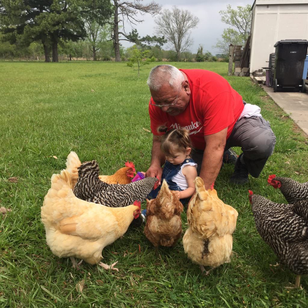 Grandfather and granddaughter in a yard feeding chickens